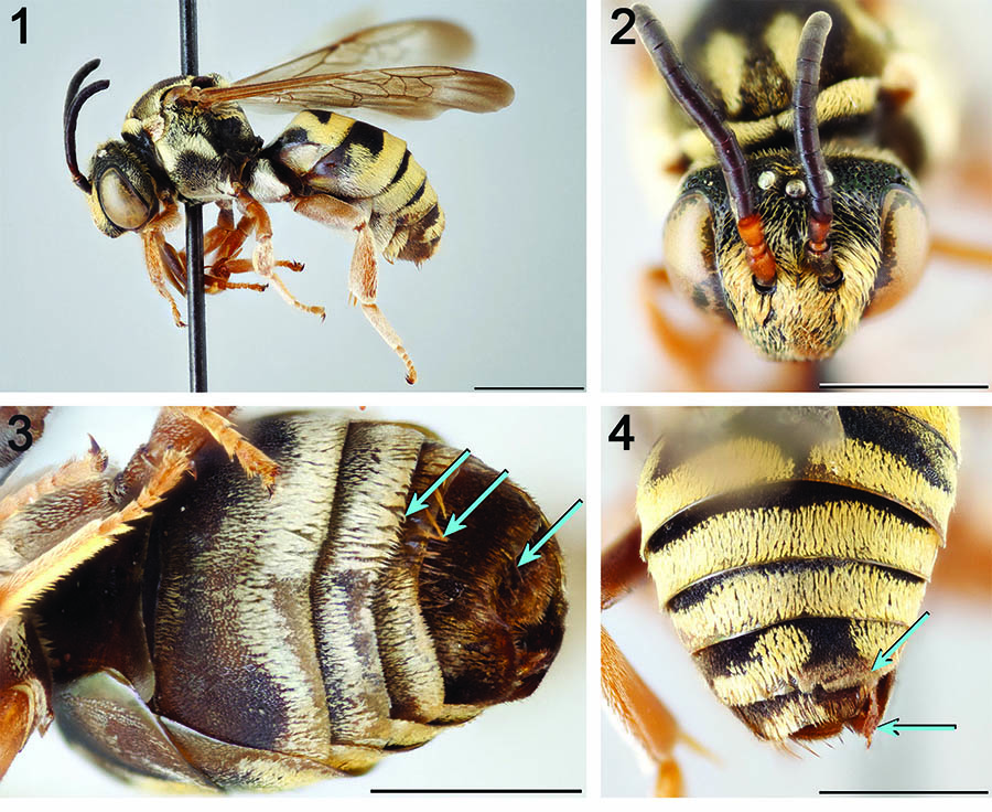 					View No. 76 (2018): A record of bilateral gynandromorphism in Epeolus (Hymenoptera: Apidae: Nomadinae)
				