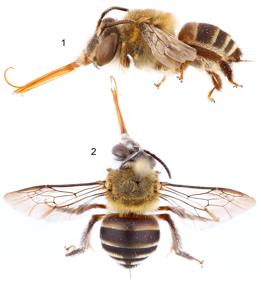 					View No. 78 (2018): A new genus of anthophorine bees from Brunei (Hymenoptera: Apidae)
				
