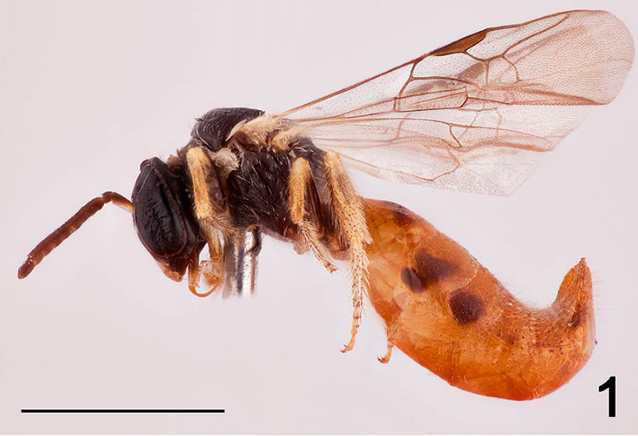 					View No. 79 (2018): A new socially parasitic Braunsapis (Hymenoptera: Apidae: Xylocopinae: Allodapini) from Vietnam, with a key to female socially parasitic Braunsapis in Asia.
				