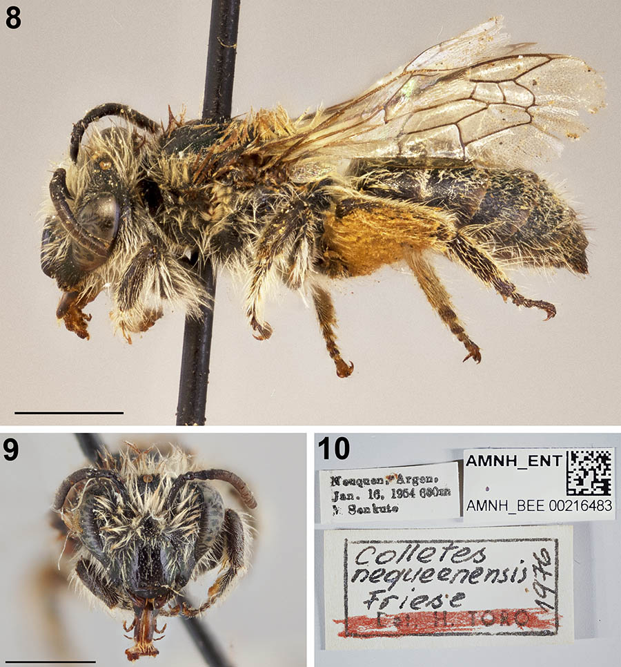 					View No. 83 (2019): On the identity of <i>Colletes neoqueenensis</i> (Colletidae: Colletinae) from southern South America
				
