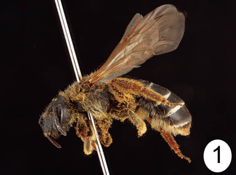 					View No. 84 (2019): <i>Halictus hedini hedini</i> (Hymenoptera: Halictidae) newly recorded from Japan, revealed by DNA barcoding and morphology
				