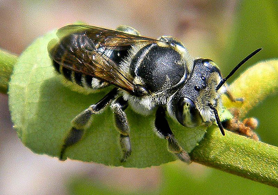 					View No. 85 (2019): Morphological phylogeny of Megachilini and the evolution of leaf-cutter behavior in bees (Hymenoptera: Megachilidae)
				