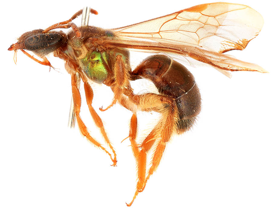 					View No. 87 (2019): A new genus of augochlorine bees from northern Venezuela (Hymenoptera: Halictidae)
				