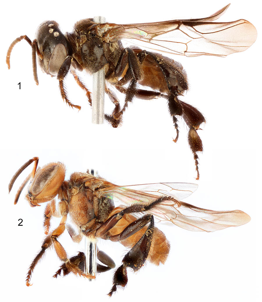 					View No. 88 (2019): Notes on Papuasian and Malesian stingless bees, with the descriptions of new taxa (Hymenoptera: Apidae)
				