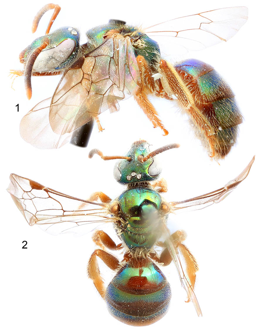 					View No. 89 (2019): New species of the augochlorine bee genus <i>Stilbochlora</i>, with a preliminary key (Hymenoptera: Halictidae)
				