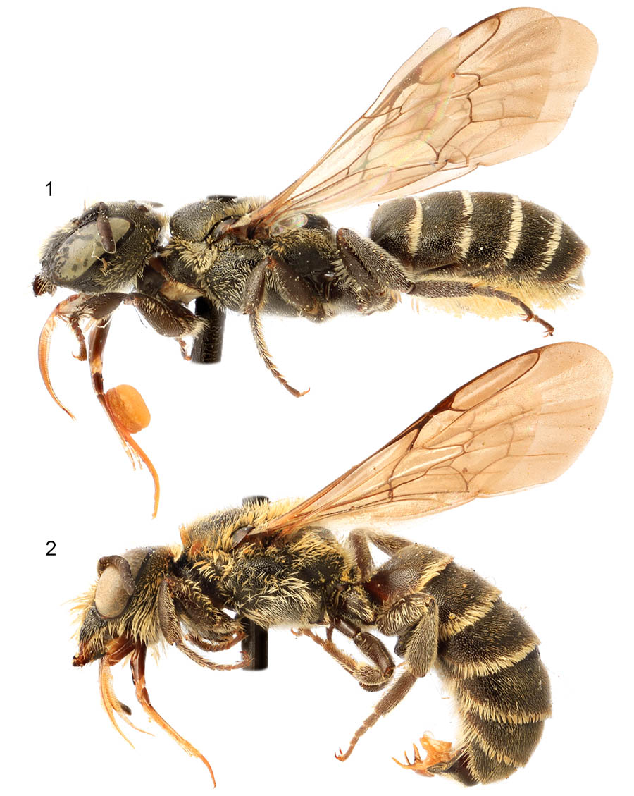 					View No. 90 (2019): On the classification of North American <i>Chelostoma</i> (Hymenoptera: Megachilidae)
				
