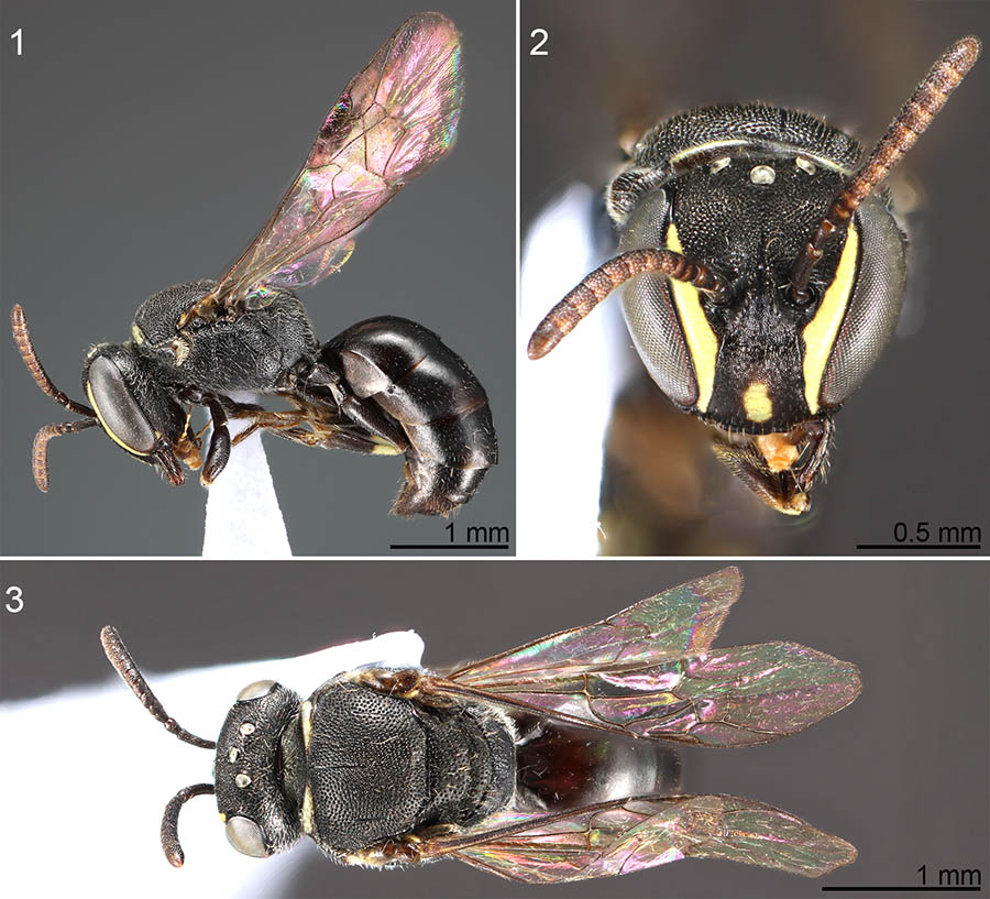 					View No. 93 (2020): Hylaeus (Hylaeana) dominicalis, a new species and the first colletid bee recorded from Dominica, Lesser Antilles (Hymenoptera: Colletidae: Hylaeinae)
				