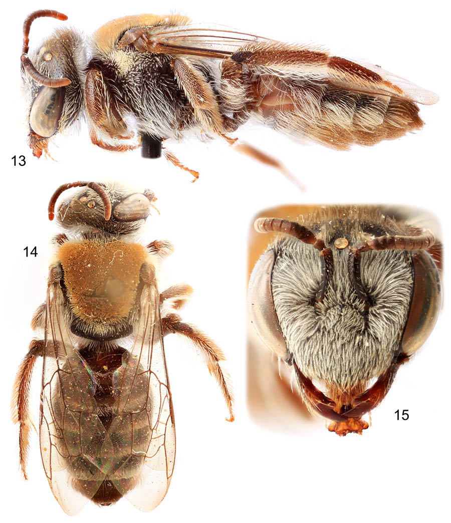					View No. 95 (2020): Genera of the bee tribe Reedapini (Hymenoptera: Colletidae)
				
