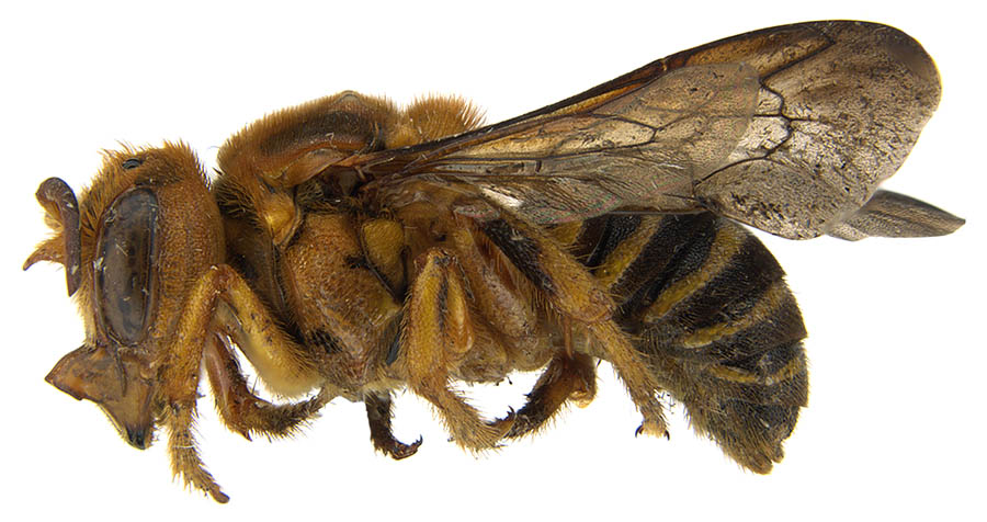 					View No. 96 (2020): A new species of the previously monotypic Neotropical cleptoparasitic bee genus Rhynostelis, with notes on Rhynostelis multiplicata (Hymenoptera: Megachilidae)
				
