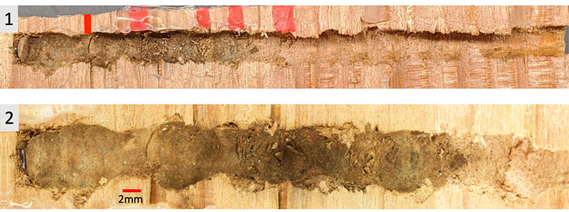 					View No. 99 (2020): Record of Anthophora (Clisodon) terminalis in a wooden trap-nesting block and comparison to available nesting information (Hymenoptera: Apidae)
				