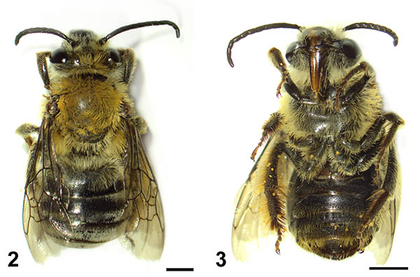 					View No. 100 (2021): Gynandromorph of the squash bee Eucera (Peponapis) pruinosa (Hymenoptera: Apidae: Eucerini) from an agricultural field in western Pennsylvania, USA
				