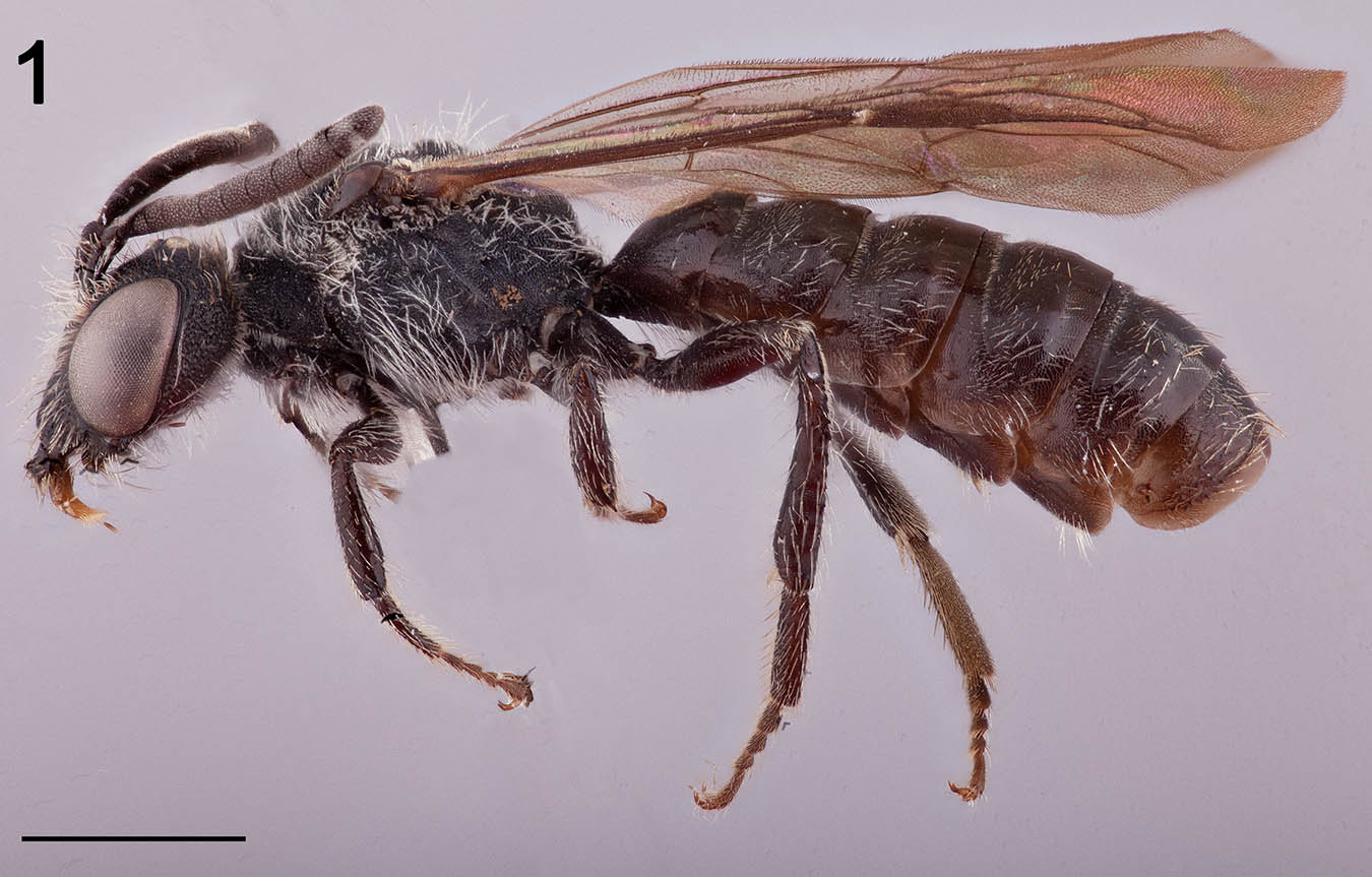 					View No. 101 (2021): Two new species of Andinopanurgus (Hymenoptera: Andrenidae: Panurginae), with a description of the female of A. amyae
				