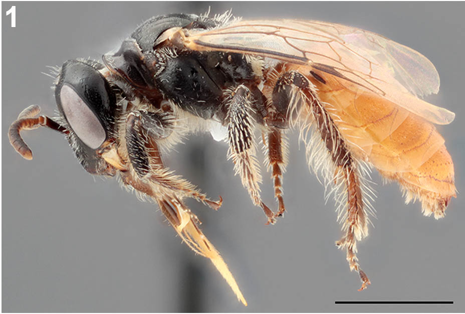 					View No. 102 (2021): First records, phenology, habitat, and host-plant associations of Macrotera opuntiae (Cockerell) (Hymenoptera: Andrenidae) in Montana
				