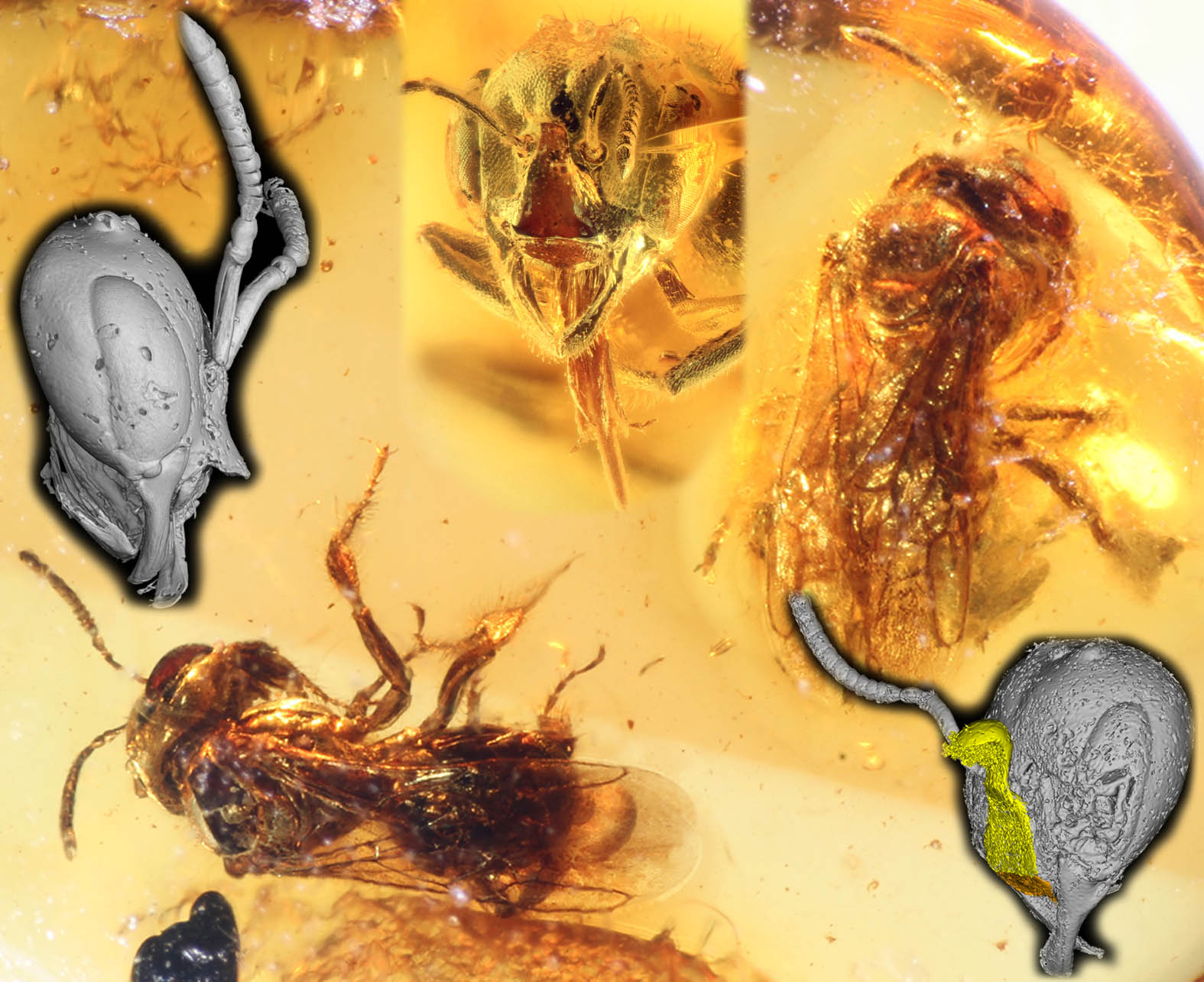 					View No. 103 (2021): New genera of melikertine bees with facial modifications in Baltic amber (Hymenoptera: Apidae)
				