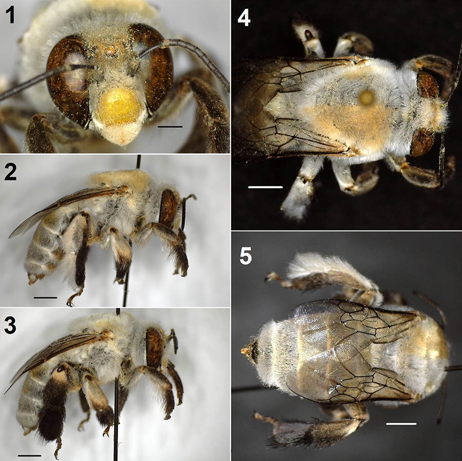 					View No. 104 (2021): The first case of gynandromorphy in Centris pallida (Hymenoptera: Apidae: Centridini)
				