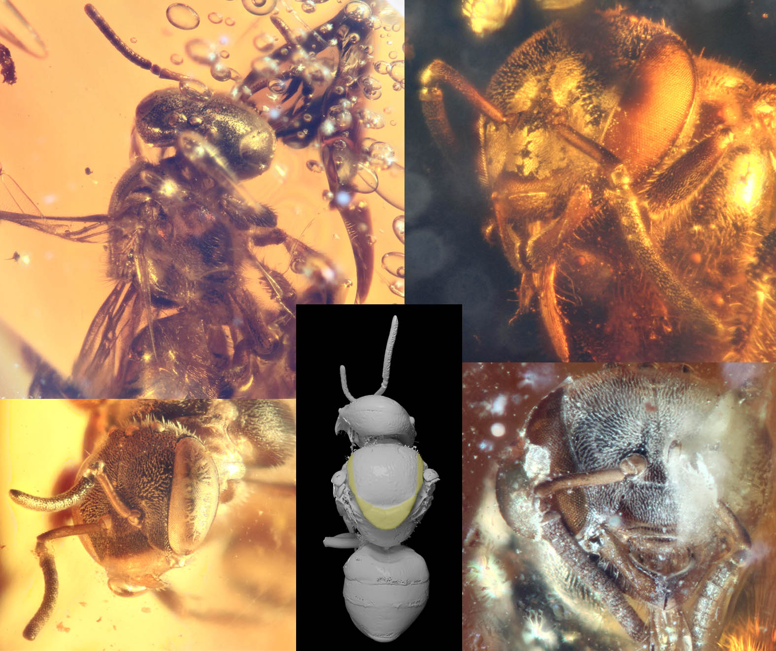 					View No. 105 (2021): Stingless bees in Miocene amber of southeastern China (Hymenoptera: Apidae)
				