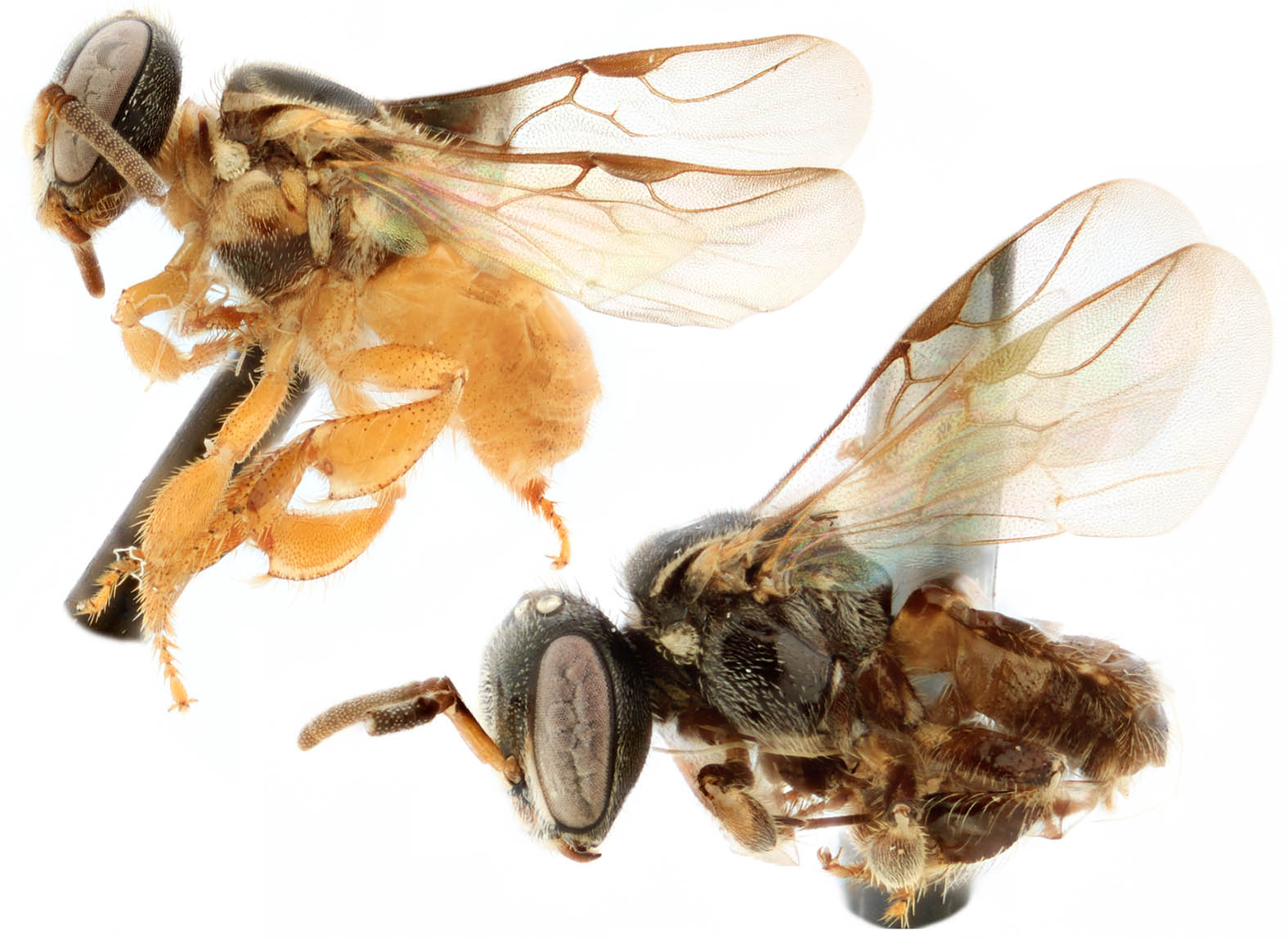 					View No. 106 (2021): A key to the species of Nanoplebeia, with descriptions of four new species (Hymenoptera: Apidae)
				