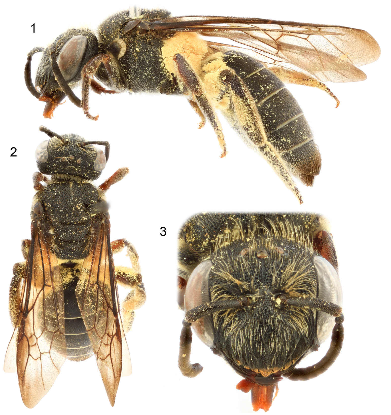 					View No. 107 (2021): Two new genera of South American Eulonchopriini (Hymenoptera: Colletidae)
				