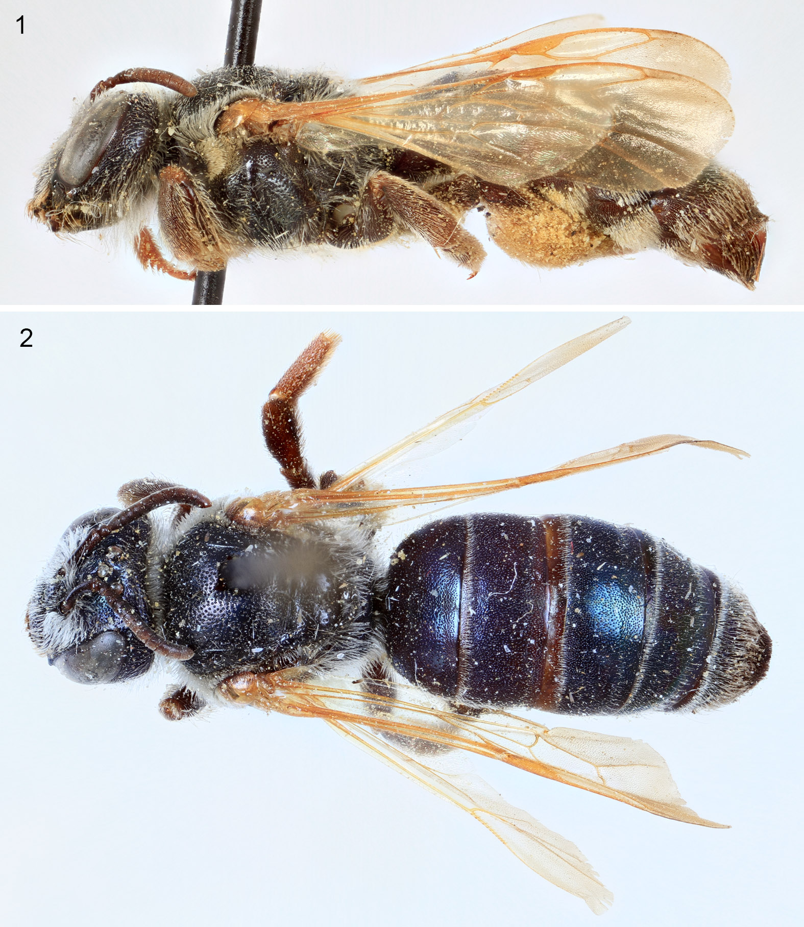 					View No. 109 (2022): A new bee genus from the pampas of eastern Argentina, with appended notes on the classification of “paracolletines” (Hymenoptera: Colletidae)
				