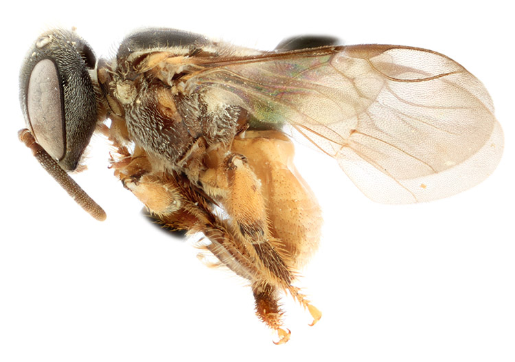 					View No. 114 (2022): New species of the stingless bee genus Plebeia (Hymenoptera: Apidae)
				