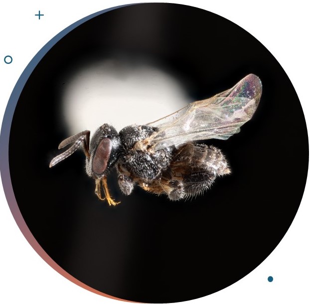 					View No. 115 (2024): Daily activity rhythm of the African stingless bee  Hypotrigona gribodoi (Hymenoptera: Meliponini) in the dry  season, with notes on nest structure and colony composition
				