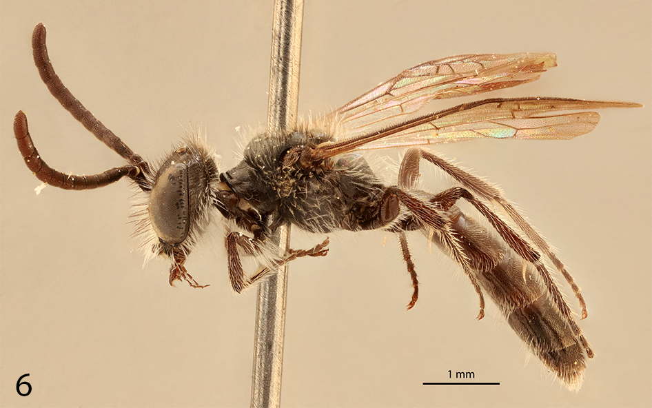 Lateral view of a bee.