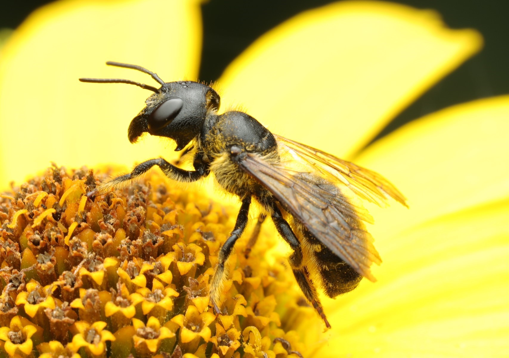 					View No. 140 (2025): An eagerness for conspecifics: The distribution of nests of the sunflower leafcutting bee, Megachile pugnata (Megachilidae), when nesting cavities are in excess
				