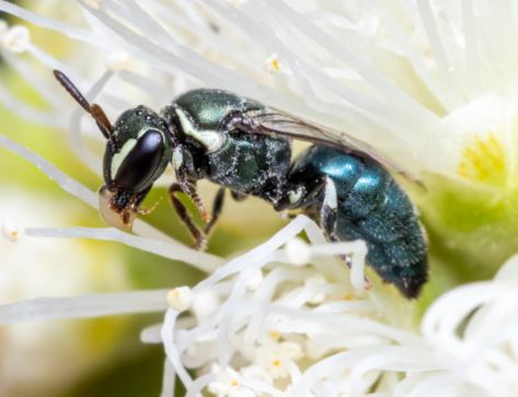 					View No. 142 (2026): First record of an adventive hylaeine bee in Southeast Asia: The Australian Hylaeus albonitens (Cockerell) in Singapore (Hymenoptera: Colletidae)
				