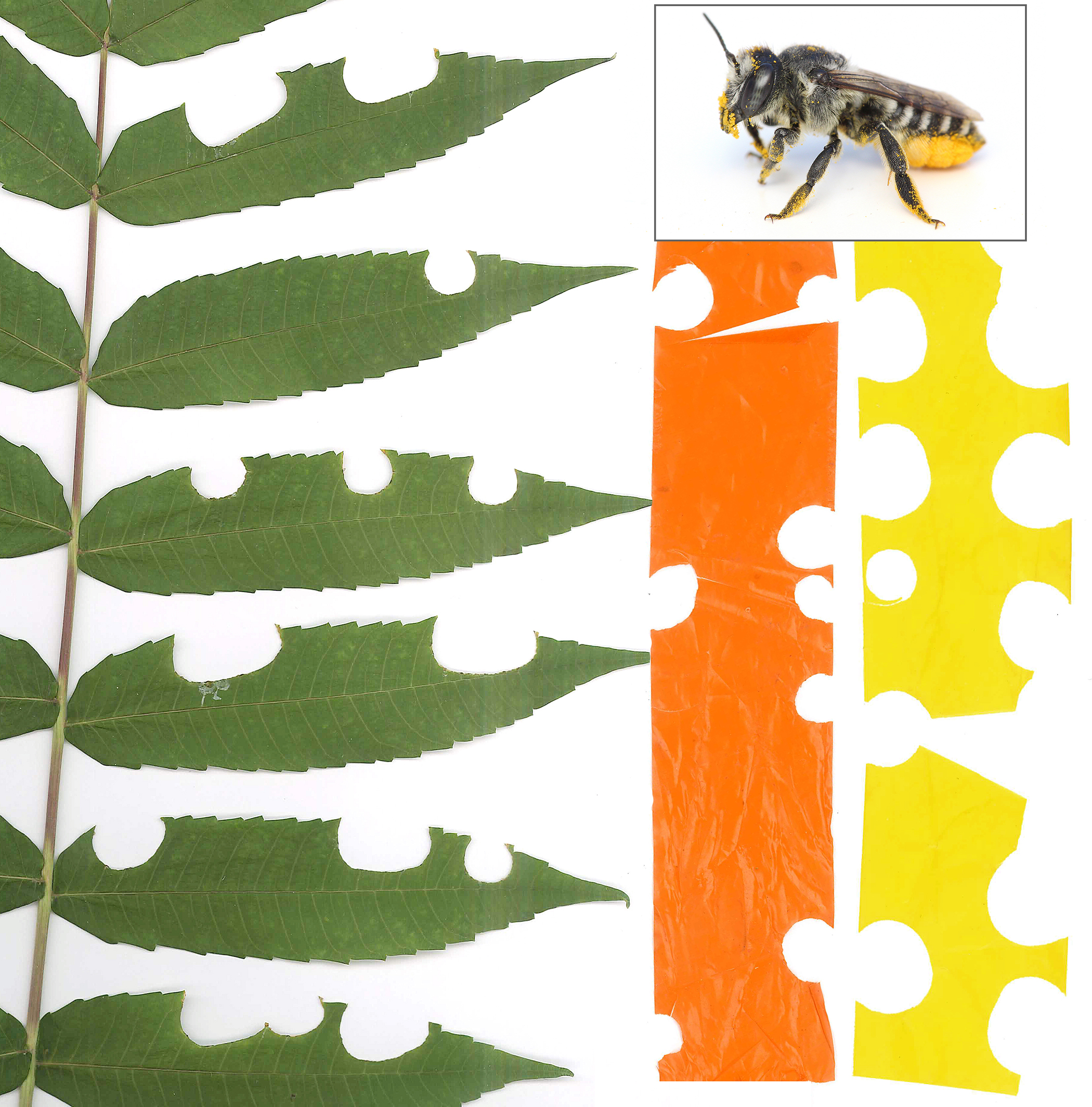 					View No. 144 (2026): Evidence of leafcutter bees (Megachile) using plastic flagging as nesting material
				