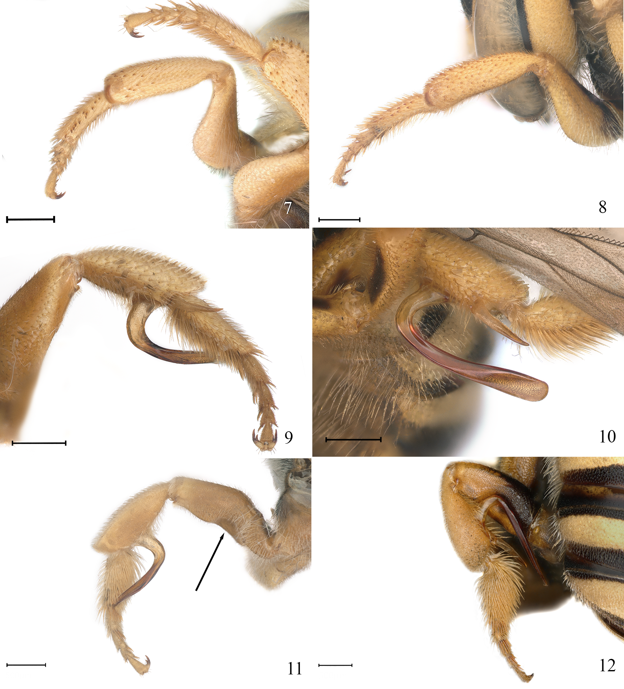 Several magnified images of bee legs