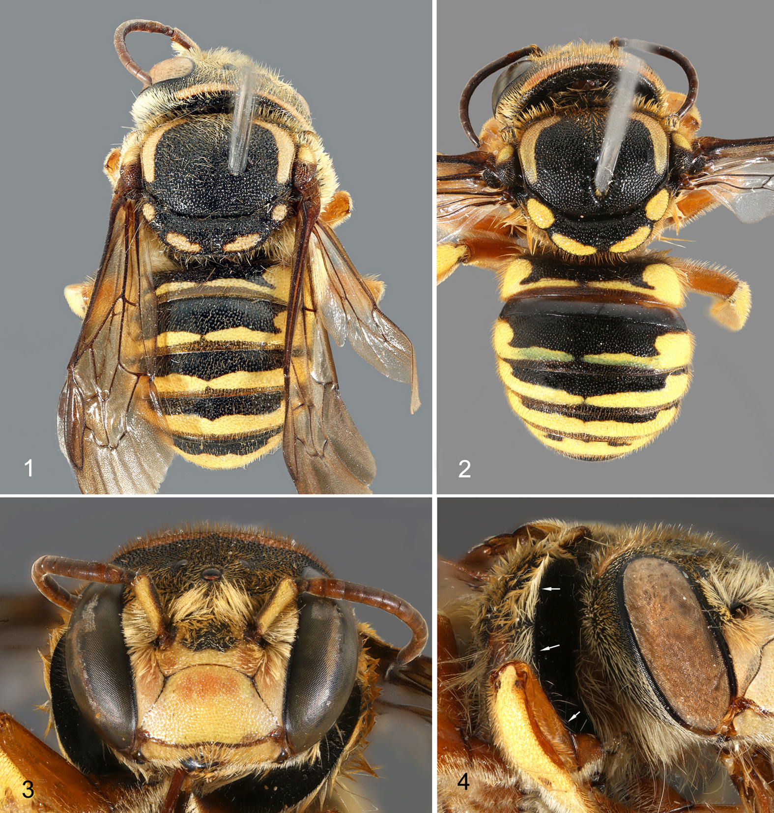 Four close up images of a bee