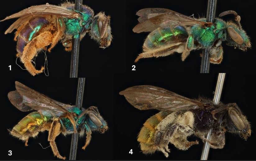 					View No. 148 (2026): Key to the species of Augochloropsis Cockerell (Halictidae: Augochlorini) from Panama and Costa Rica
				