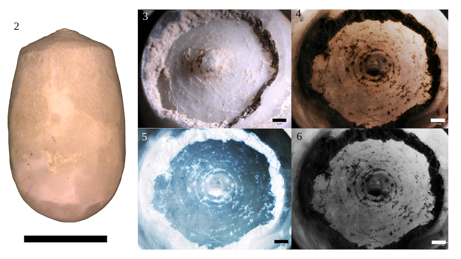 					View No. 149 (2026): Celliforma rozeni, a new ichnospecies of bee (Hymenoptera: Anthophila) brood cell from the Eocene of Wyoming
				