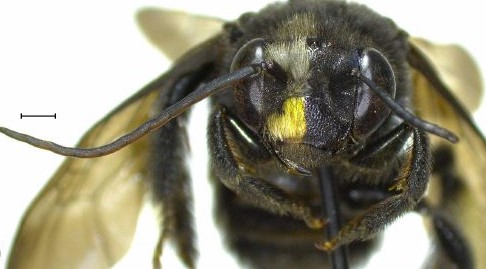 					View No. 152 (2026): New cases of mosaic gynandromorphy in Habropoda laboriosa (Apidae: Anthophorini) and Melissodes bimaculatus (Apidae: Eucerini)
				