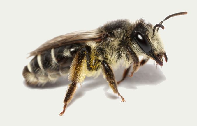 					View No. 154 (2026): First record of Andrena melaleuca (Hymenoptera: Andrenidae) in Europe, with notes on Sicily’s role as a gateway to Europe
				