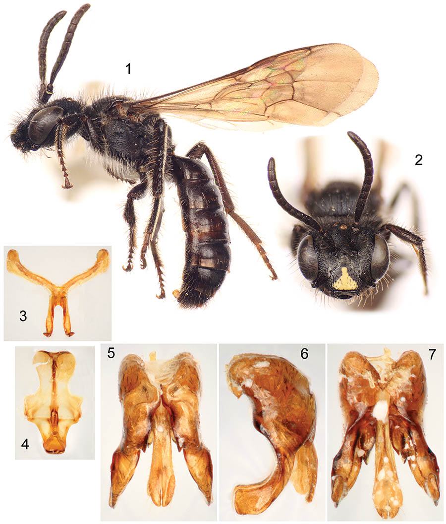 					View No. 3 (2013): Taxonomic and biological notes on Andinopanurgus (Hymenoptera: Andrenidae).
				