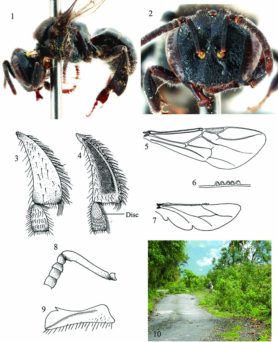 					View No. 7 (2013): New record of the stingless bee Tetragonula gressittii from India (Hymenoptera: Apidae: Meliponini)
				