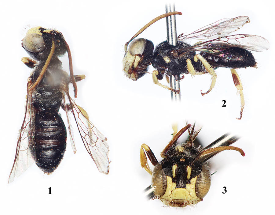 					View No. 8 (2013): Incasarus garciai, a new genus and species of panurgine bees from the Peruvian Andes (Hymenoptera: Andrenidae)
				
