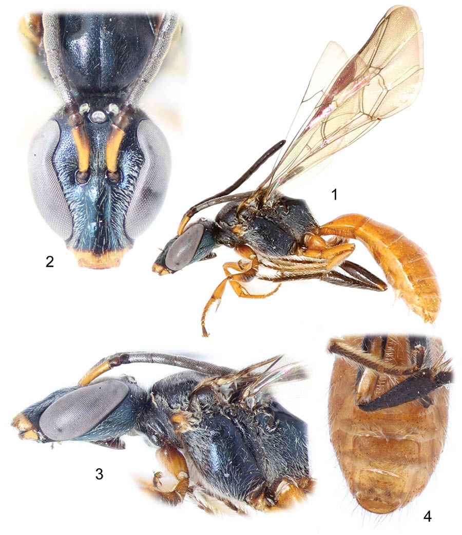 					View No. 9 (2013): Revision of the bee genus Chlerogella (Hymenoptera: Halictidae), Part III: New records and a new species from Peru
				