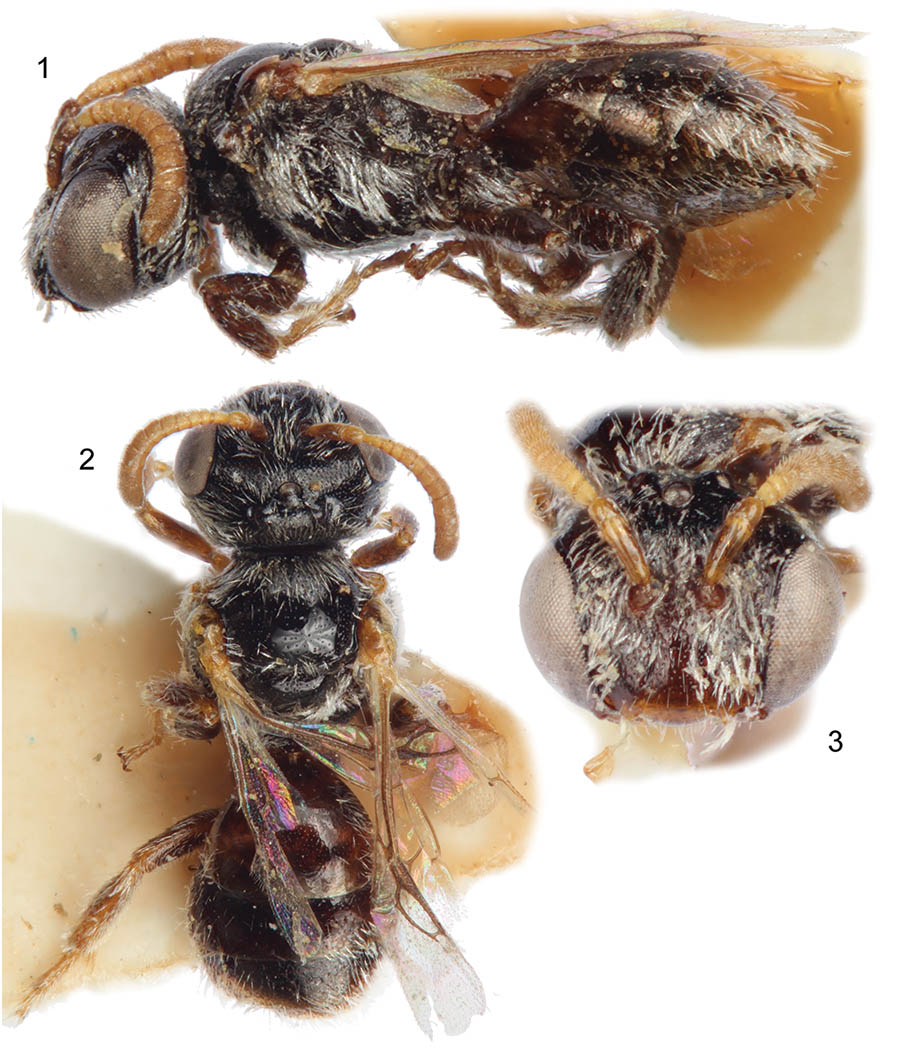 					View No. 10 (2013): A new species of Chiasmognathus from Kazakhstan (Hymenoptera: Apidae)
				