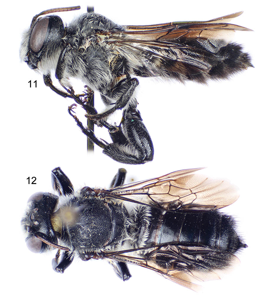 					View No. 11 (2013): The lithurgine bees of Australia (Hymenoptera: Megachilidae), with a note on Megachile rotundipennis
				