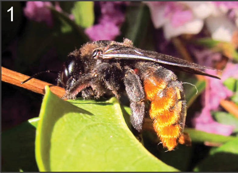 					View No. 12 (2013): The large carpenter bee Xylocopa augusti (Hymenoptera: Apidae): New record for Chile
				