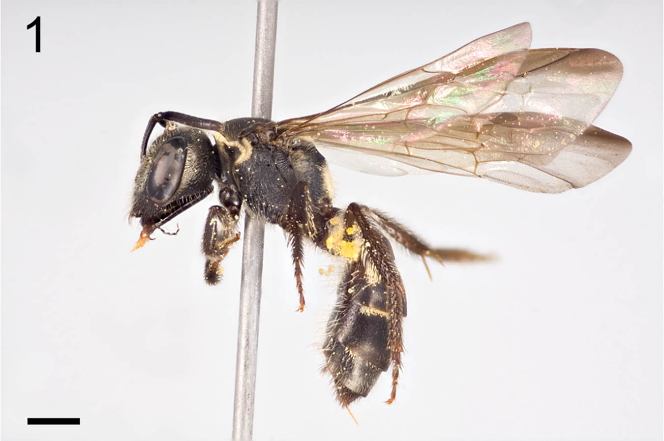 					View No. 13 (2013): A new species, Lasioglossum (Eickwortia) hienae, from Mexico (Apoidea: Halictidae)
				