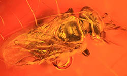					View No. 14 (2013): A minute stingless bee in Eocene Fushan amber from northeastern China (Hymenoptera: Apidae)
				