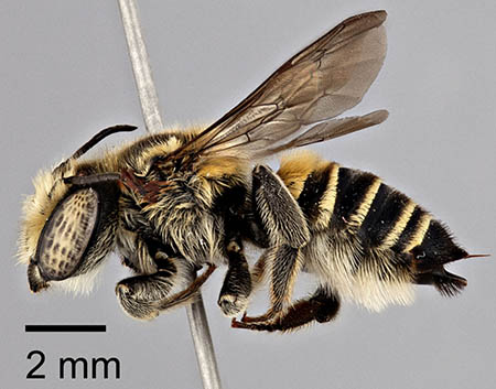 					View No. 19 (2013): A new species of Megachile (Litomegachile) from Cuba, the Antilles (Hymenoptera: Megachilidae)
				