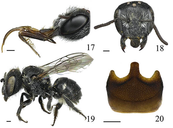 					View No. 20 (2013): New Palearctic bee species of Protosmia subgenus Nanosmia (Hymenoptera: Megachilidae)
				