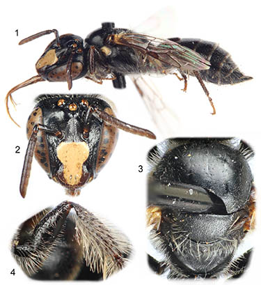 					View No. 21 (2013): A new species of the allodapine bee genus Braunsapis from the Central African Republic (Hymenoptera: Apidae)
				