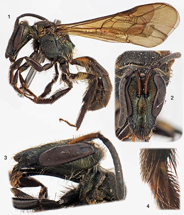 					View No. 23 (2013): The bee genus Ischnomelissa in Peru, with a key to the species (Hymenoptera: Halictidae)
				