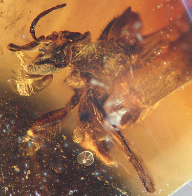 					View No. 25 (2013): The bees of Early Eocene Cambay amber (Hymenoptera: Apidae)
				