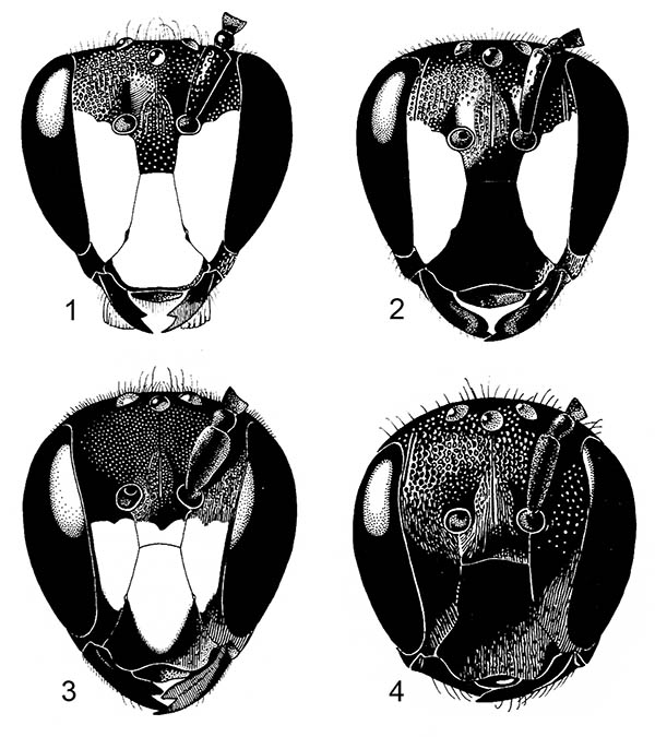 					View No. 26 (2013): Notes on male and female facial patterns in bees (Hymenoptera: Apoidea), with comments on other aculeates
				